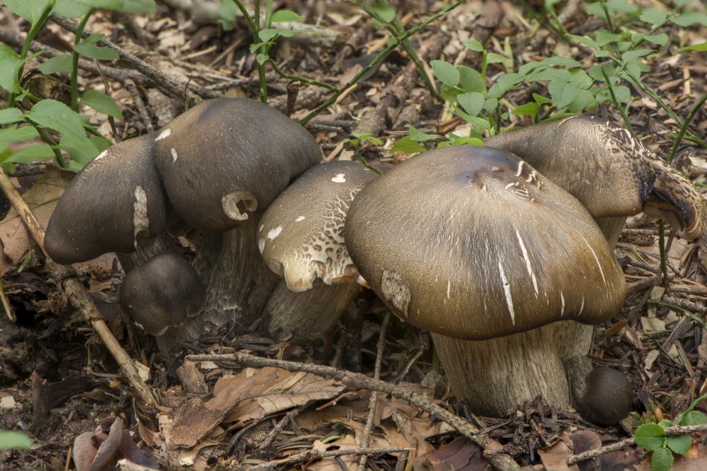 Tricholoma saponaceum var. squamosum.
